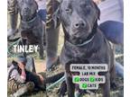Adopt Tinley a Black Labrador Retriever