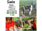 Adopt Sadie a Bull Terrier