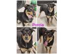 Adopt Porcia a English Shepherd, Labrador Retriever