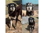 Adopt Nikita a Husky