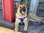 Adopt Sequioa a German Shepherd Dog