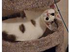 Adopt Alyssa & Alexa a Snowshoe, Siamese