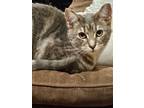 Adopt Lacey a Domestic Short Hair, Tabby