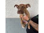 Adopt Calico a Pit Bull Terrier