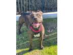 Adopt Zena a Pit Bull Terrier