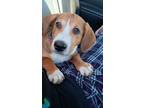 Adopt Isla a Treeing Walker Coonhound