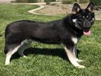 Adopt SUGAR a German Shepherd Dog