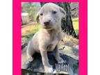 Adopt Valentine pup 6/Verni a Labrador Retriever, Border Collie