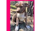 Adopt Valentine pup 3/Valarie a Labrador Retriever, Border Collie
