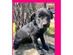 Adopt Valentine pup 5/Vivi a Labrador Retriever, Border Collie