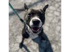 Adopt Freya a Staffordshire Bull Terrier