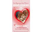 Adopt DAISY GIRL a Tabby, Domestic Short Hair