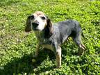 Adopt Jessi a Beagle