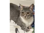 Adopt Lola a Domestic Short Hair