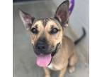 Adopt Rosie a Shepherd