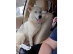 Adopt Coraline a Husky