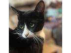 Adopt Lovebug a Domestic Short Hair