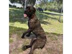 Adopt Remi a Cane Corso, Bullmastiff