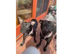 Adopt Buffy and Willow a American Staffordshire Terrier