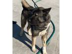 Adopt Meli a Akita