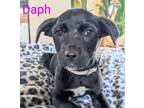Adopt Daph a Mixed Breed