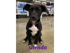 Adopt Glenda a Mixed Breed