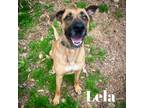 Adopt Lela a Great Dane, German Shepherd Dog