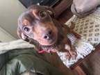 Adopt CoCo a Dachshund