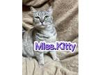Adopt Miss. Kitty a Domestic Short Hair
