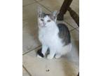 Adopt Dolly a American Shorthair