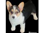 Pembroke Welsh Corgi Puppy for sale in Dexter, NM, USA