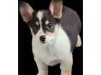 Pembroke Welsh Corgi Puppy for sale in Dexter, NM, USA