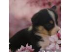 Pembroke Welsh Corgi Puppy for sale in Dexter, NM, USA