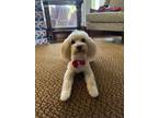 Adopt Palouchi a Poodle