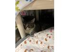 Adopt Sardine a Domestic Short Hair