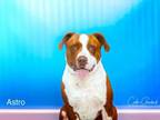Adopt ASTRO a Mixed Breed