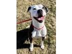 Adopt Crowley a Pit Bull Terrier