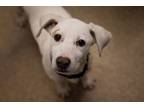 Adopt Cottage Cheese a Terrier