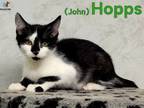 Adopt John Hopps a Tuxedo