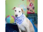 Adopt Frisky a Labrador Retriever, Terrier