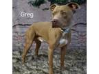 Adopt Greg a Pit Bull Terrier