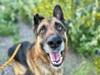 Adopt CHAMOY* a German Shepherd Dog