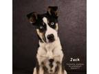 Adopt Jack (232) a Husky, Mixed Breed