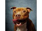 Adopt SODALITE a Pit Bull Terrier