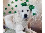 Adopt AUGIE a Great Pyrenees
