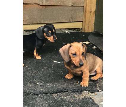 zxcvzv Dachshund Puppies Available is a Everything Else for Sale in Cambridge MA
