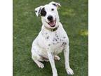Adopt MAX a Australian Cattle Dog / Blue Heeler, Parson Russell Terrier