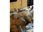 Adopt GUS a Shar-Pei, Pit Bull Terrier
