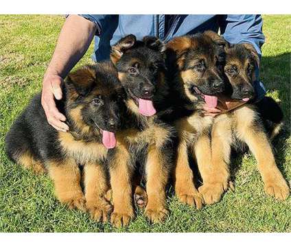 German Shepherd Pups Akc is a Everything Else for Sale in Scituate RI