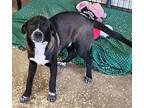 Adopt Jed a Labrador Retriever, Australian Cattle Dog / Blue Heeler